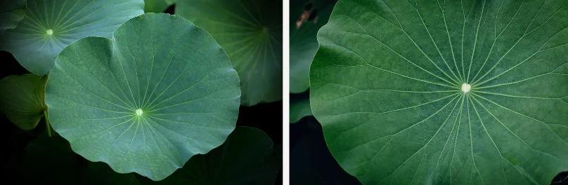 Lotus leaf extract Lotus leaf extract